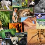 curiosidades e información de animales