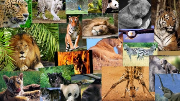 curiosidades e información de animales
