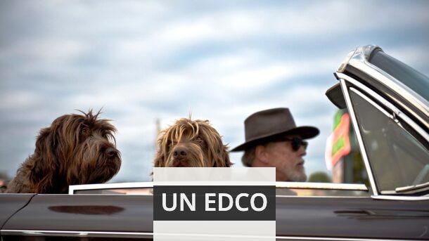 Perros en coche