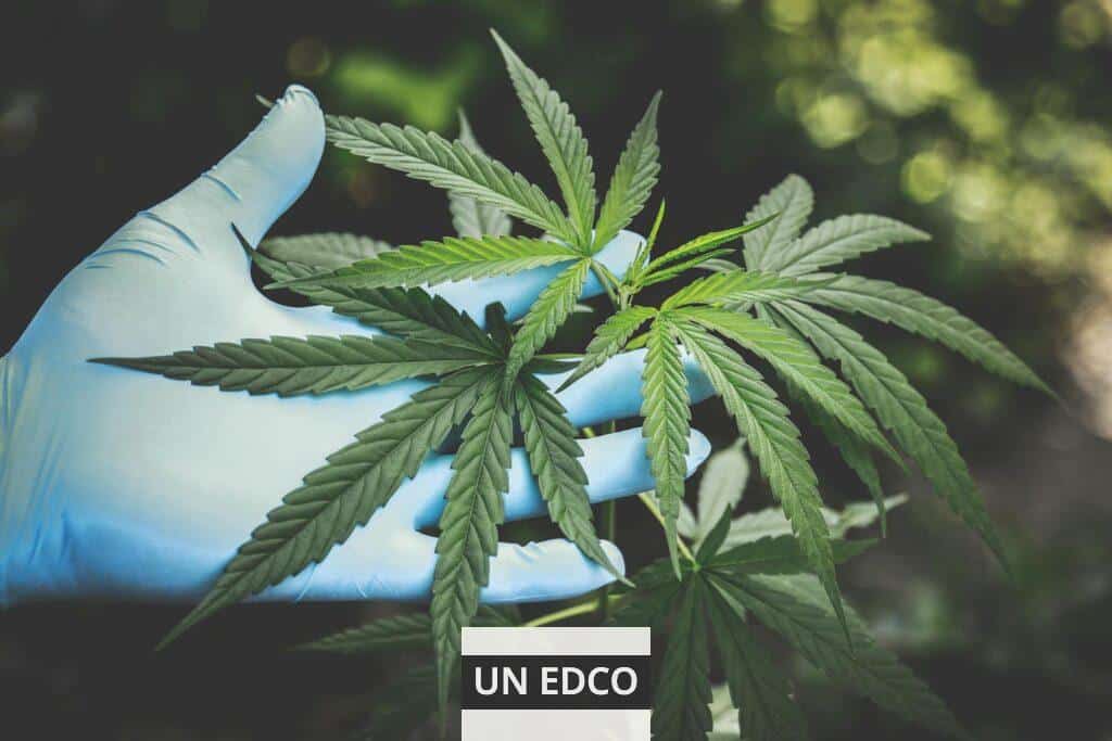 Legalidad del CBD en Europa (Portugal)