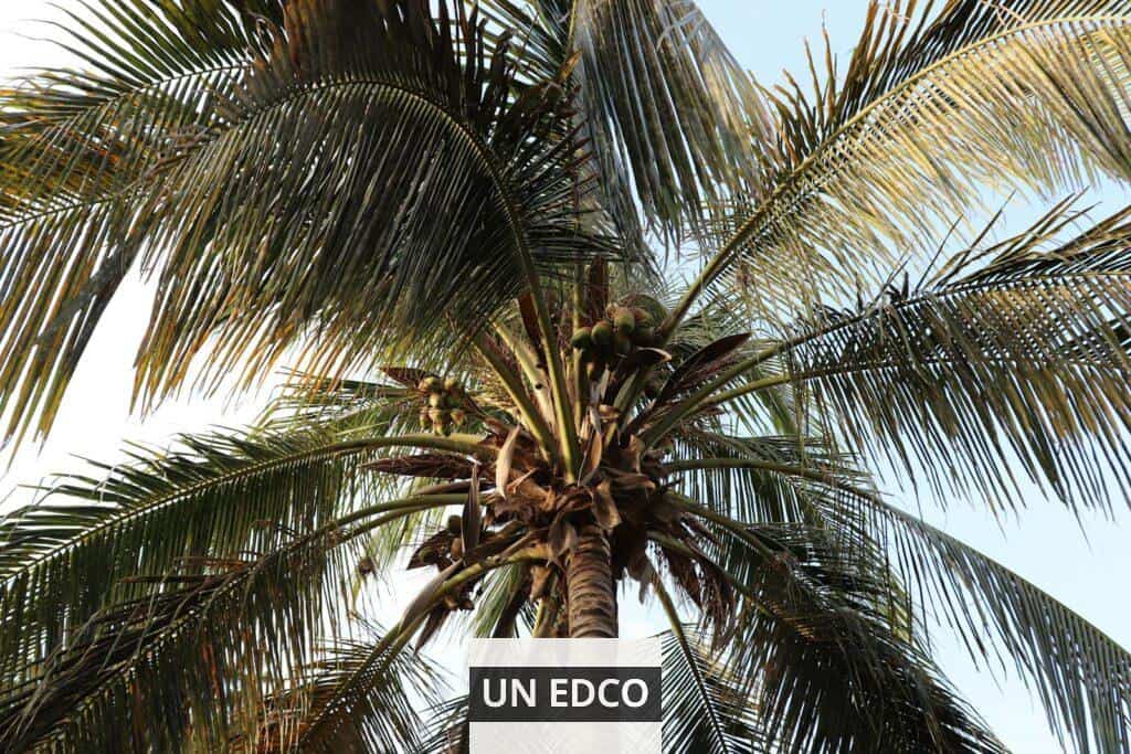 Close-up of a coconut palm tree with lush green leaves against a clear sky in Senegal.